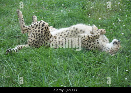 Un seul guépard portant et jouant dans l'herbe. Banque D'Images