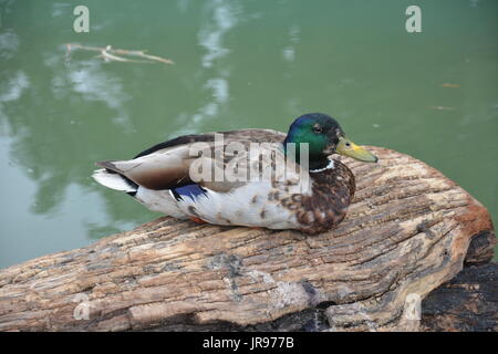 Les canards colverts assis sur un dans un étang Banque D'Images