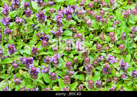 Auto guérison commune (Prunella vulgaris) Banque D'Images