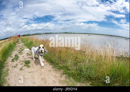 Spaniel chien et ses propriétaires à marcher le long de la digue à Orford,Suffolk. Banque D'Images