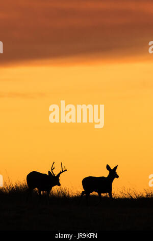 Un cerf mulet (Odocoileus hemionus ) chassant une biche pendant le rut d'automne. Banque D'Images
