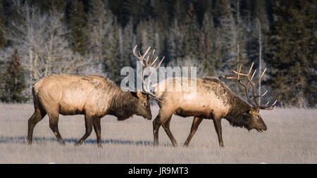 Deux mâles matures ( Cervus canadensis) marcher à travers un pré sur un très croustillant de matin dans le parc national Jasper. Banque D'Images