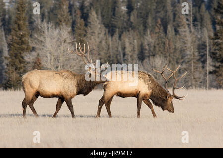 Deux gros bull le wapiti (Cervus canadensis) marche à travers une zone ouverte dans le parc national Jasper. Banque D'Images