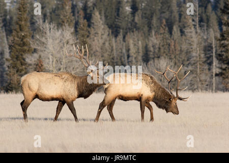 Deux mâles matures ( Cervus canadensis) marcher à travers un pré sur un très croustillant de matin dans le parc national Jasper # 1 Banque D'Images