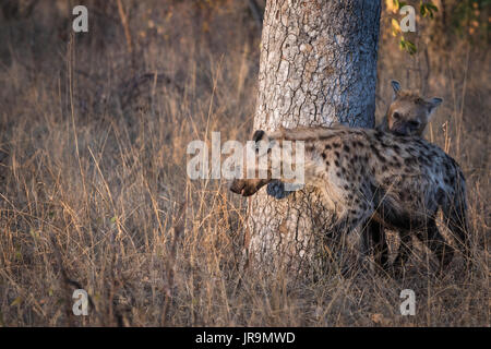 Deux adultes l'Hyène tachetée (Crocuta crocuta) jouant autour d'un arbre Banque D'Images