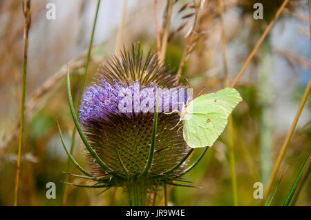 (Gonepteryx rhamni Brimstone Butterfly) se nourrissent d'une renoncule fleur Banque D'Images