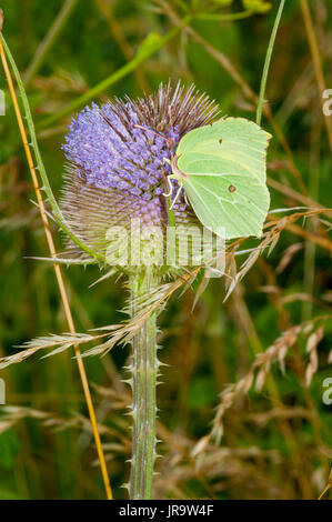 (Gonepteryx rhamni Brimstone Butterfly) se nourrissent d'une renoncule fleur Banque D'Images