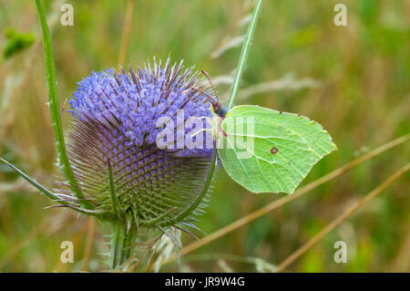 (Gonepteryx rhamni Brimstone Butterfly) se nourrissent d'une renoncule fleur Banque D'Images