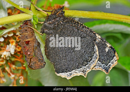 Camberwell Beauty Butterfly (Nymphalis antiopa) à côté de chrysalide vide Banque D'Images