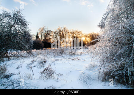 Après une tempête de glace, les arbres et arbustes sont couverts d'une couche de glace. Banque D'Images