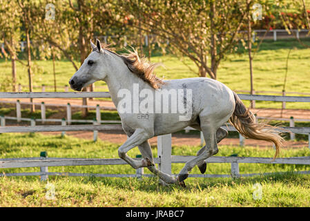 Mangalarga Marchador gris étalon en Brésil Banque D'Images