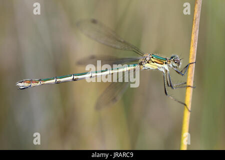 Demoiselle d'émeraude ou Lestes sponsa Common Spreadwing Banque D'Images