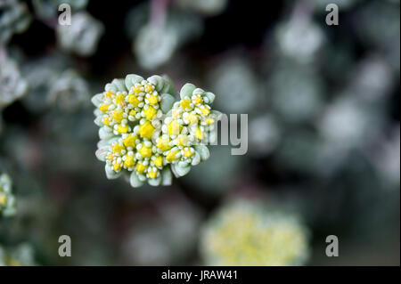 Stonecrop Sedum forsterianum / Rock Banque D'Images