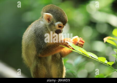 Un seul singe écureuil manger quelques fruits Banque D'Images