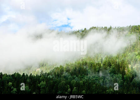 Les nuages bas au-dessus de la forêt de conifères sur la colline. Banque D'Images