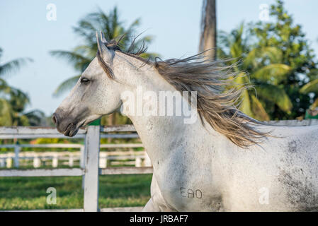 Portrait d'un étalon Mangalarga Marchador gris Banque D'Images