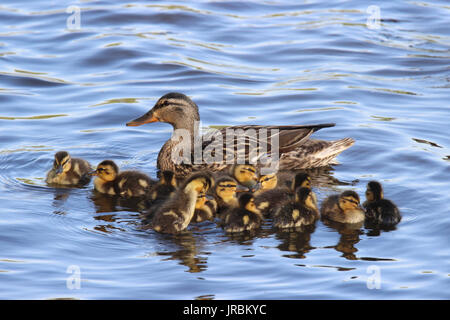 Une mère canard colvert natation sur un étang avec sa famille de canetons Banque D'Images