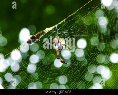 Le golden silk-orb weavers (genre Nephila) sont un genre d'araignées araneomorph noté pour l'impressionnante ils tissent des toiles. Nephila comporte de nombreux Banque D'Images