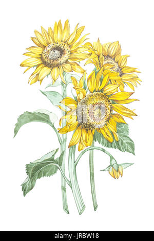 Illustration à l'aquarelle d'un tournesol. Carte floral avec des fleurs. Illustration botanique. Banque D'Images