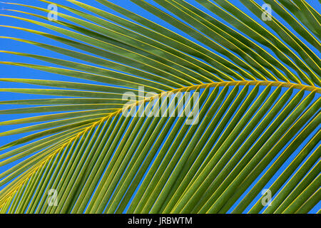Palm tree leaf close-up contexte Banque D'Images