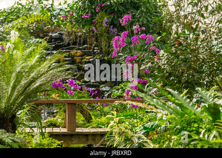 Belles plantes tropicales dans Sirikit Botanical Garden dans le Nord de la Thaïlande Banque D'Images