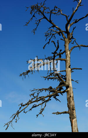 Arbre mort contre un ciel bleu, photo verticale Banque D'Images