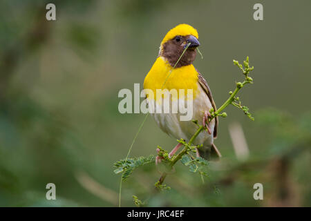 Baya weaver (Ploceus philippinus) tissant son nid Banque D'Images