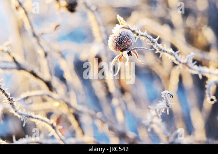 Les hanches d'un dogrose congelés sur journée ensoleillée d'hiver Banque D'Images