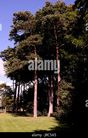 Arbres de pin sylvestre walmer kent uk Août 2017 Banque D'Images