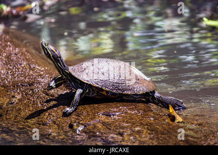 À VENTRE JAUNE SOLEIL de tortues à Tortuguero - Costa Rica Banque D'Images