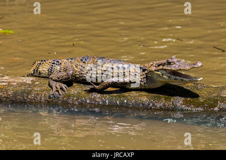 Crocodile souriant dans Tortuguero - Costa Rica Banque D'Images