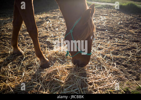 Horse Ranch en paille sèche de pâturage sur une journée ensoleillée Banque D'Images