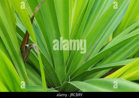 La feuille de palmier, extreme close up, la texture. Banque D'Images