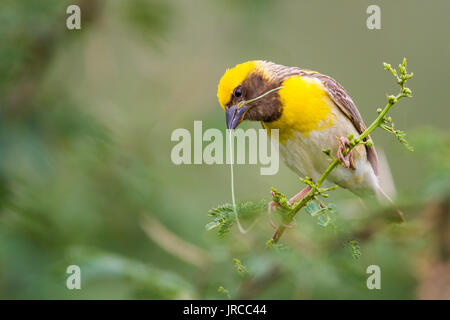 Baya weaver (Ploceus philippinus) tissant son nid Banque D'Images