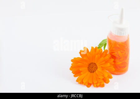 Orange Homemede souci officinal (Calendula officinalis), huile de fleur Banque D'Images