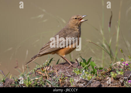 Bruant à queue lark (Ammomanes phoenicura) dans les prairies Banque D'Images