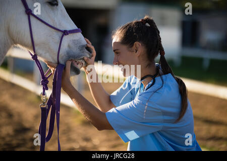 Vue latérale du contrôle vétérinaire femelle horse les dents au paddock Banque D'Images