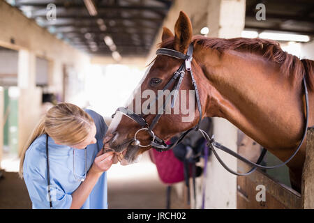 Contrôle vétérinaire des femmes tout en se tenant dans les dents de cheval stable Banque D'Images