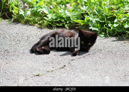 Petit chaton noir sans-abri se trouve sur l'asphalte en été dans le contexte de l'herbe verte Banque D'Images