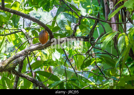 Cacao biologique fruits gousses (Theobroma cacao) suspendu à l'arbre dans la nature. Cacaoyer. Banque D'Images