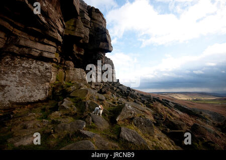 Un chien cocker assis à Stanage Edge dans le Peak District, au Royaume-Uni. Banque D'Images