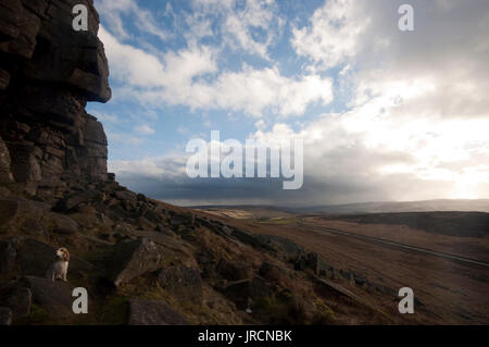 Un chien cocker assis à Stanage Edge dans le Peak District, au Royaume-Uni. Banque D'Images