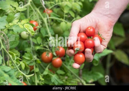 Solanum lycopersicum. Cueillette jardinier tomates de la maison de l'usine dans une serre. UK Banque D'Images