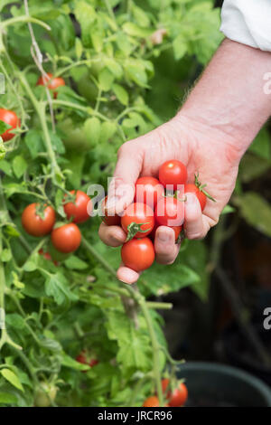 Solanum lycopersicum. Cueillette jardinier tomates de la maison de l'usine dans une serre. UK Banque D'Images