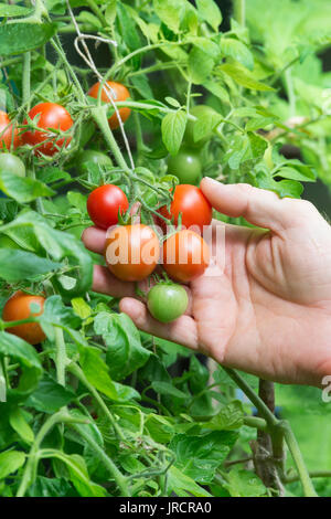 Solanum lycopersicum. Cueillette jardinier tomates de la maison de l'usine dans une serre. UK Banque D'Images