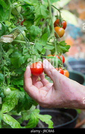 Solanum lycopersicum. Cueillette jardinier tomates de la maison de l'usine dans une serre. UK Banque D'Images