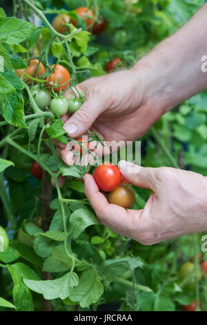 Solanum lycopersicum. Cueillette jardinier tomates de la maison de l'usine dans une serre. UK Banque D'Images