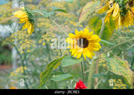 L'Helianthus annuus. De tournesol dans un jardin anglais. UK Banque D'Images