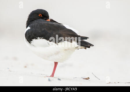 Eurasian oystercatcher (Haematopus ostralegus), reposant sur la plage, Düne, Helgoland, Allemagne Banque D'Images