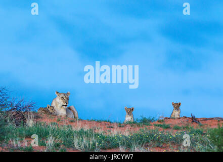 Lion (Panthera leo), Femme avec trois oursons sur une dune de sable d'herbe à l'aube, saison des pluies avec de l'herbe verte et jaune des Diables Banque D'Images
